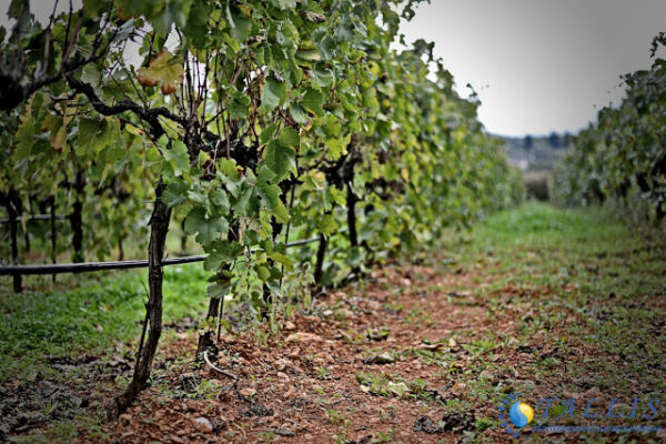 The vineyards of Nemea